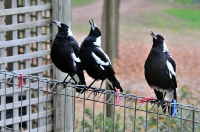 Magpies - 3 of the family of 6 - warbling for their breakfast - through the window..