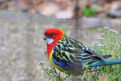 Young male Eastern Rosella - taken through wire barrier around the verandah.