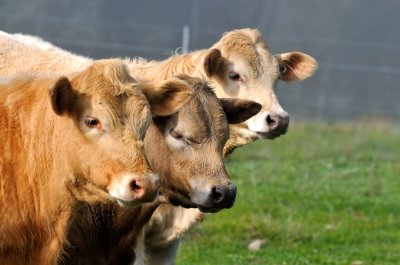 Three new kids on the block, Charolais steers.