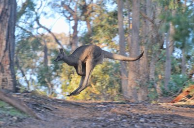 Kangaroo making a quick getaway into the bush - a no time to think shot.