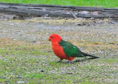 Male King Parrot on a very damp day.