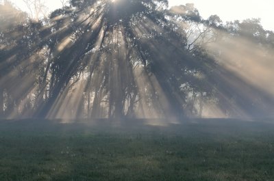 Morning fog as I head out for a walk with the dogs.