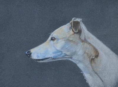 Bach's Passion a.k.a. Honey - my very first Greyhound - Coloured Pencil