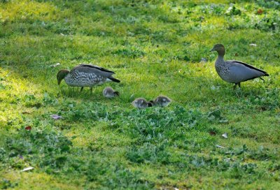 Little family of Wood Ducks 