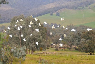Cockatoos - on the way home from our walk.