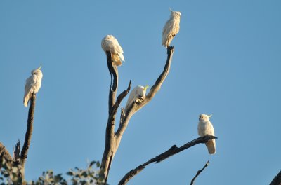 Cockatoos - the early morning clean up.