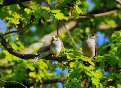 Noisy Miner babies with adult.