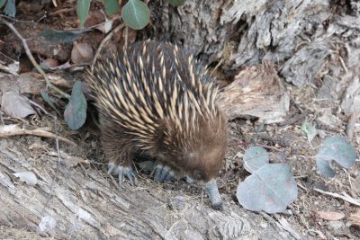 Echidna - only a youngster and quite harmless.