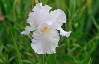 White Iris in my garden.