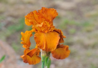 My Orange Iris 