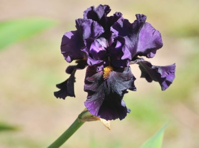 Purple Iris  - the last of the Iris for this season. 