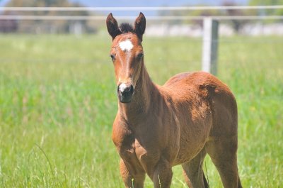 Thoroughbred foal - a future winner, maybe?