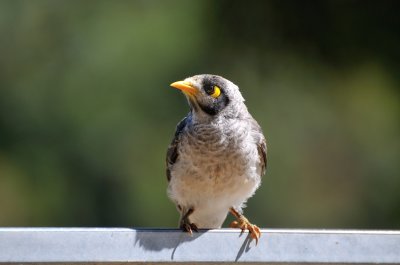 Noisy Miner youngster 