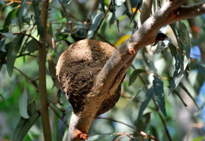 Mudlark nest - a second attempt after their first nest was raided and eggs stolen