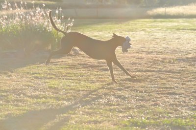 Ace on a very early run with his Teddy Bear