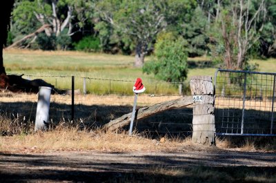 Christmas along Boggy Creek Road - Moyhu - Someone has placed these hats along the road, stuck on trees & branches.