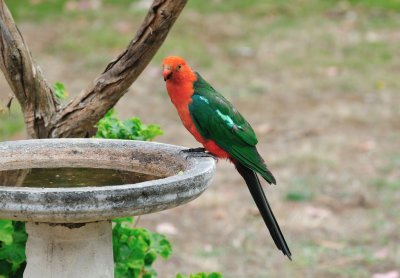 Adult King Parrot - through the window.