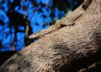 Lace Monitor