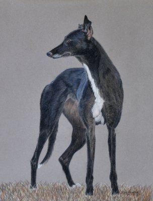 Nikita - a foster Greyhound from a few years back.