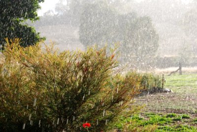 A brief early morning Sun Shower with mostly blue skies.