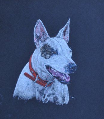 Jazz - our neighbour's dog - Coloured pencil on black Artagain paper.