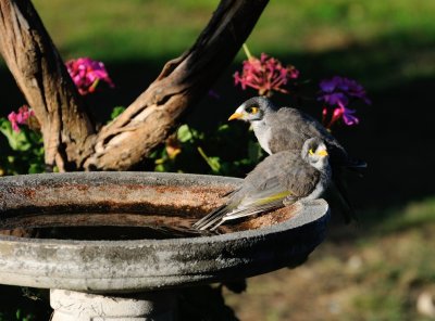 Two Noisy Miner babies - their first visit to the bird bath.