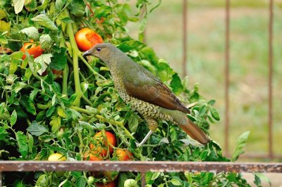 The opportunist, femaleBower Bird at the last of the Tomatoes.