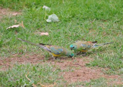 Male and female Red-rumped Grass Parrots.