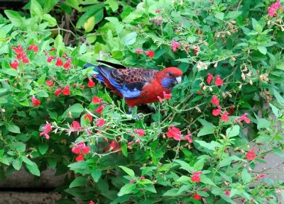 Crimson Rosella - through the window.