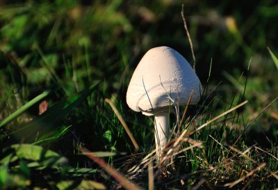 One solitary Toadstool - no rain for a week.