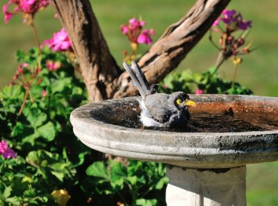 Noisy Miner enjoying a bath - late Autumn afternoon.