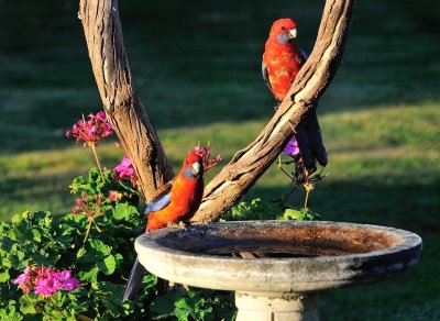 Crimson Rosellas - a late afternoon drink.