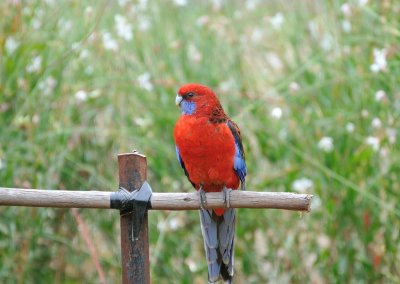 Crimson Rosella - after the seeds on the Gaura in the garden.