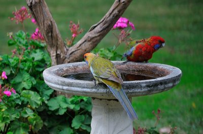 Crimson Rosellas - quite a variation in their colours which I've not seen before.