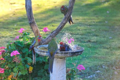 Crimson Rosellas - community bathing on a very chilly morning.