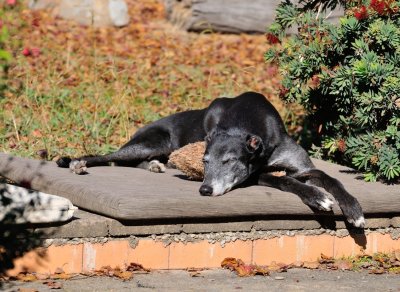 10 y.o. Amy (Inside Edge) retirement with a favourite Teddy is pretty good.