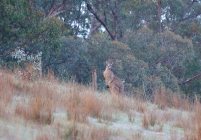 Old man Kangaroo - most likely now living as an outcast bachelor.