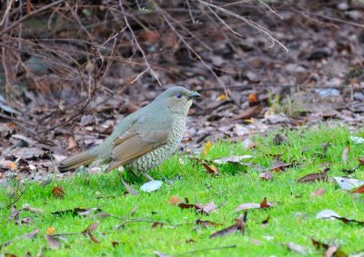 Female Bower Bird - the cold wet weather has brought them down from the bushland behind us.