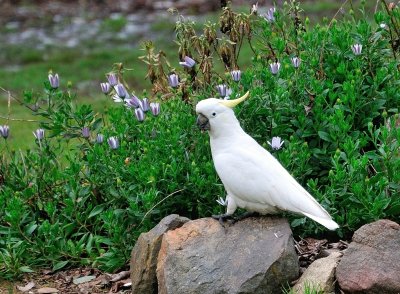 Sulphur Crested Cockatoo paid a fleeting visit to check out the garden.