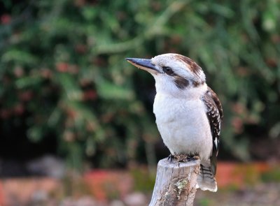 Kookaburra hoping for some extras when I feed the Magpie family