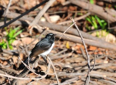 Willy Wagtail singing his little heart out.