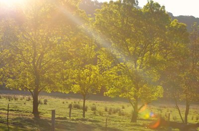 Late afternnon light through new Spring grown on the Desert Ash trees.