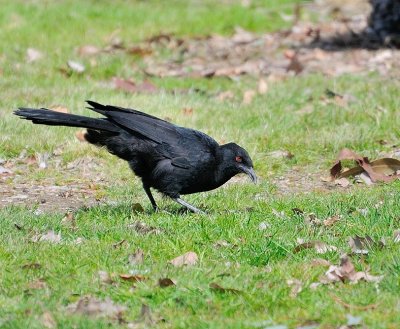 White- winged Chough - white feathers only show when they fly or open their wings when on the ground.