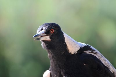 One of my Magpie family, watching me watching him through the window.