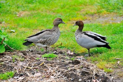 Mr. & Mrs. Wood Duck