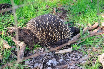 Male Echidna ourside our yard fence - digging himself in when aware of our presence - they're quite harmless.