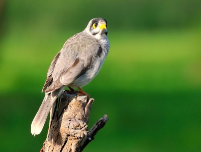 Noisy Miner - one of an aggressive group in our garden, but they cant chase the Magpies away.