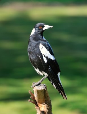 Male Magpie - he's in charge of the family of now 8 with the addition of only one youngster this year