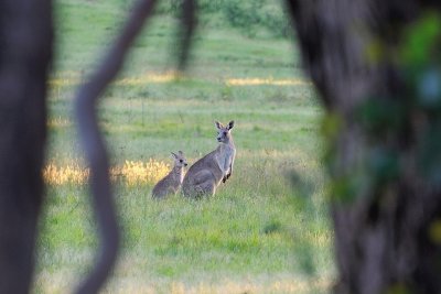Kangaroo & joey - in just the right place.