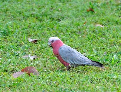 Galah enjoyng some seeds from our lawn area.